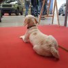 Scilla di guardia allo stand