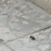 esca avvelenata