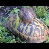 La tartaruga da tartufi