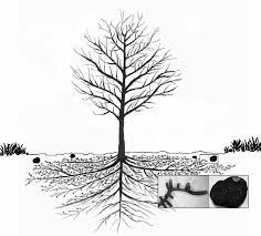 risorsa