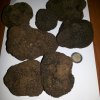 Tuber aestivum