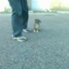 peppe_e_pippo