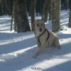 nikita