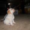 Galateo canino (2° parte)