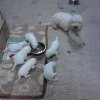 Galateo canino