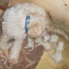 Scilla ed i suoi primi cuccioli